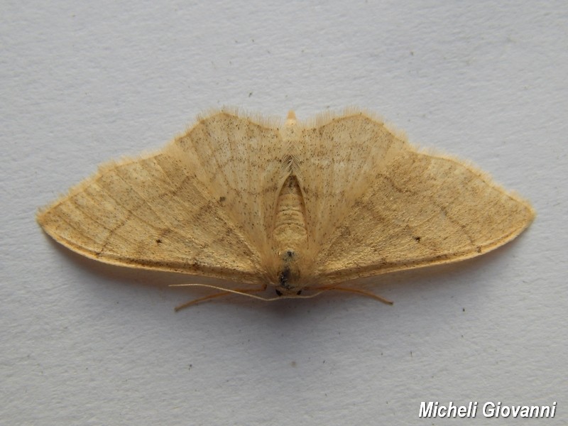 Geometridae o Noctuidae? Geometridae: cf. Idaea straminata